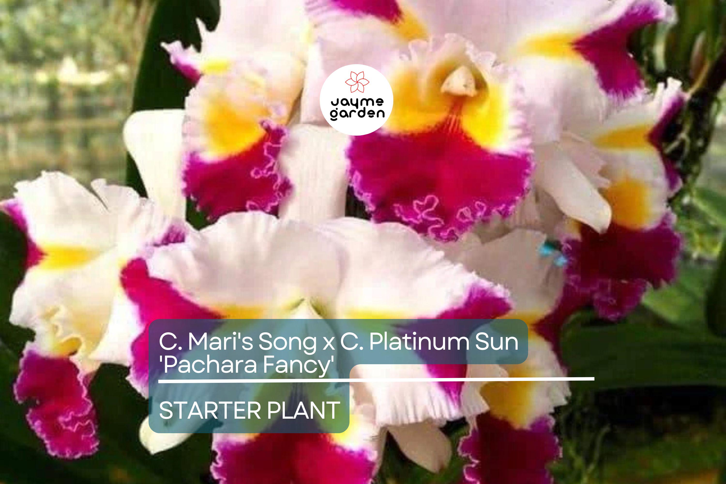 C. Mari's Song x C. Platinum Sun 'Pachara Fancy' Orchid | Live Potted Starter Plant | Multicolor Cattleya | Tropical Indoor/Outdoor