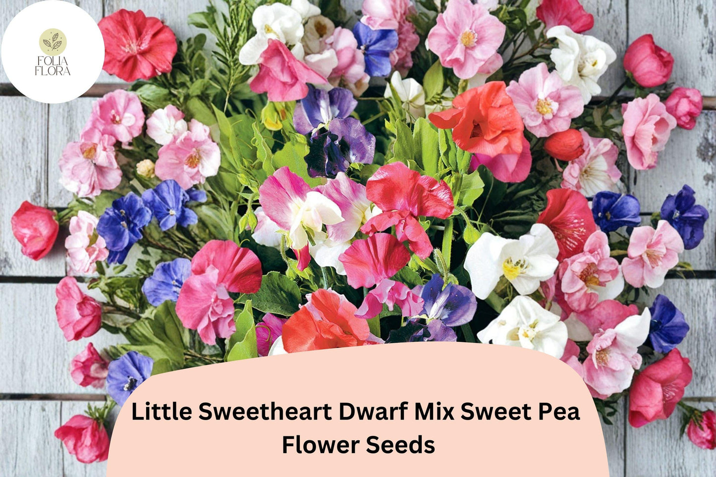 Little Sweetheart Dwarf Mix Sweet Pea Seeds | Lathyrus odoratus Flowers Mixed Colors (50+ Seeds)