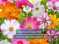 200 Seeds Cosmos Crazy for Cosmos Mix, Heirloom, Non-GMO, Attracts Pollinators, Loves Heat, Vibrant Garden Flowers, Easy to Grow Annuals