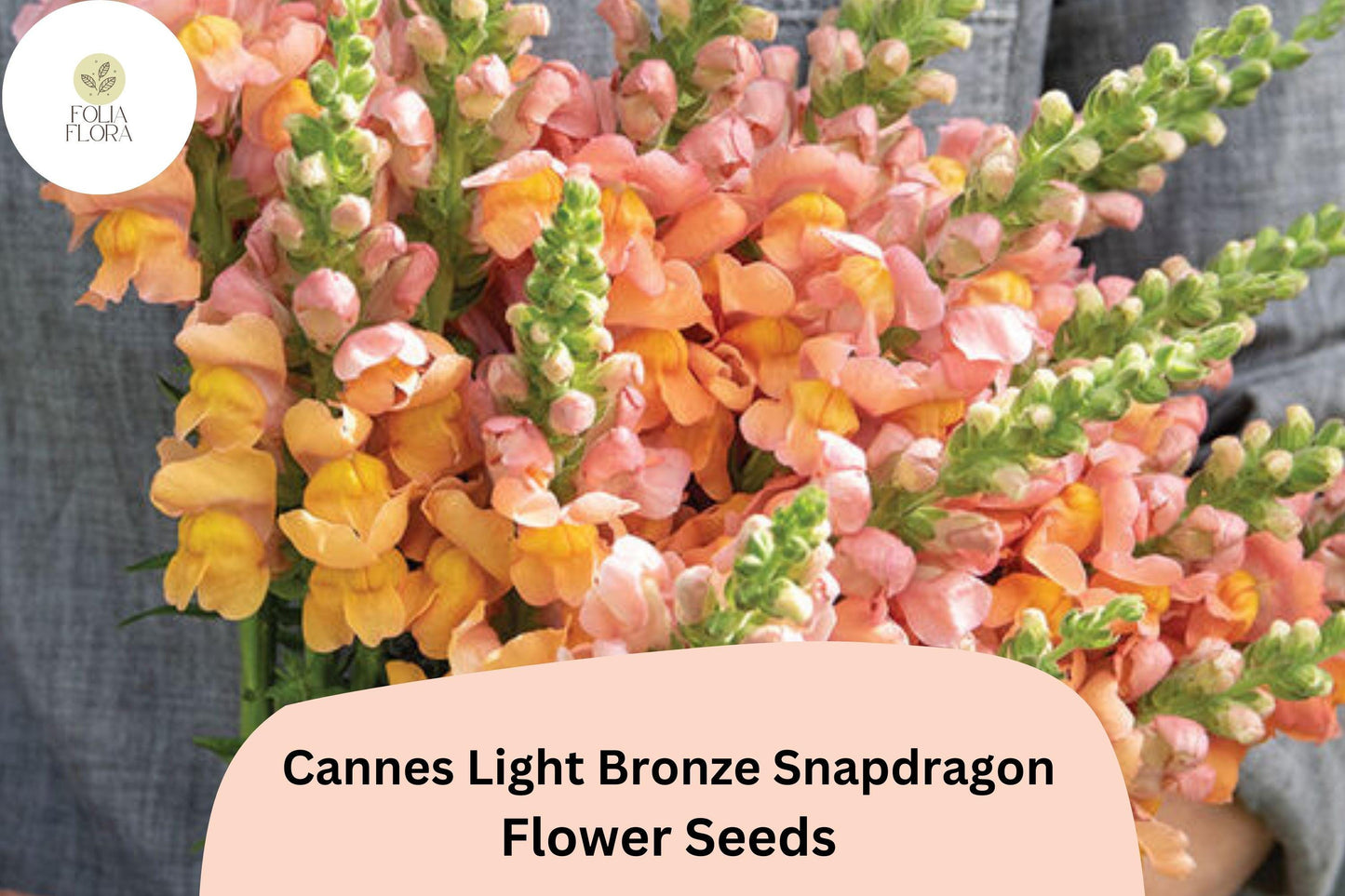 Cannes Light Bronze Snapdragon Seeds (Antirrhinum majus) | 1000+ Seeds | Warm Bronze Blooms for Garden & Containers