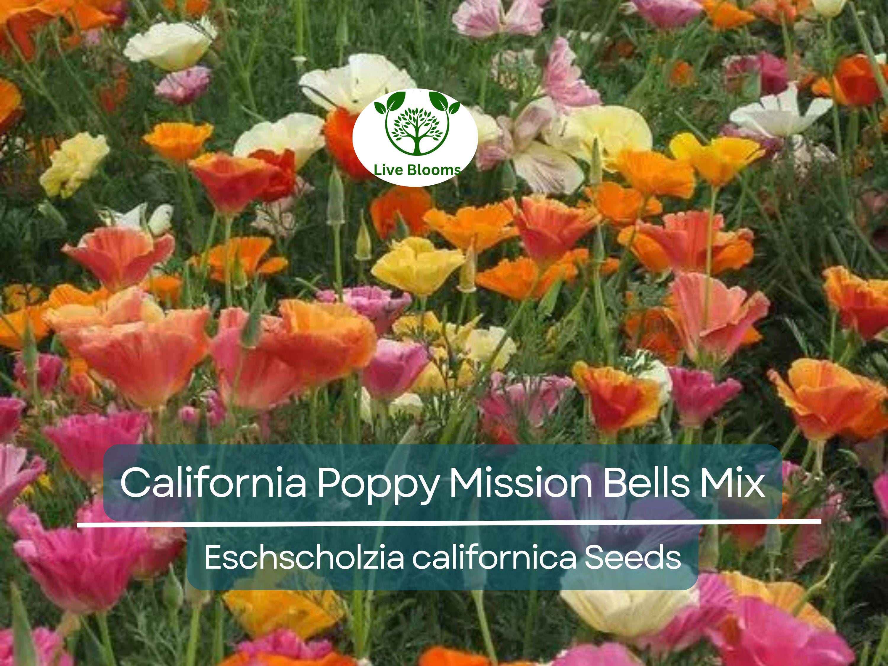 1000 Seeds California Poppy ‘Mission Bells Mix’ – Eschscholzia californica – Non-GMO Wildflower Blend – Brilliant Meadow Colors