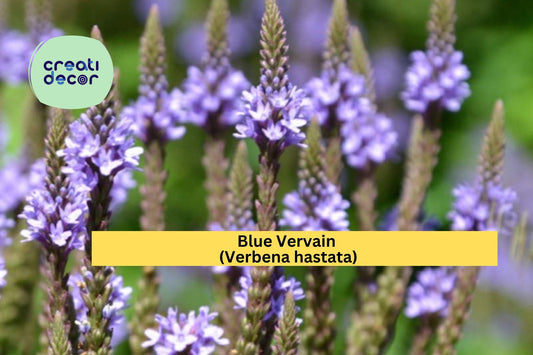 Blue Vervain Seeds (Verbena hastata) – 100 Native Wildflower Seeds | Purple Perennial | Pollinator Friendly | Wet Soil Tolerant