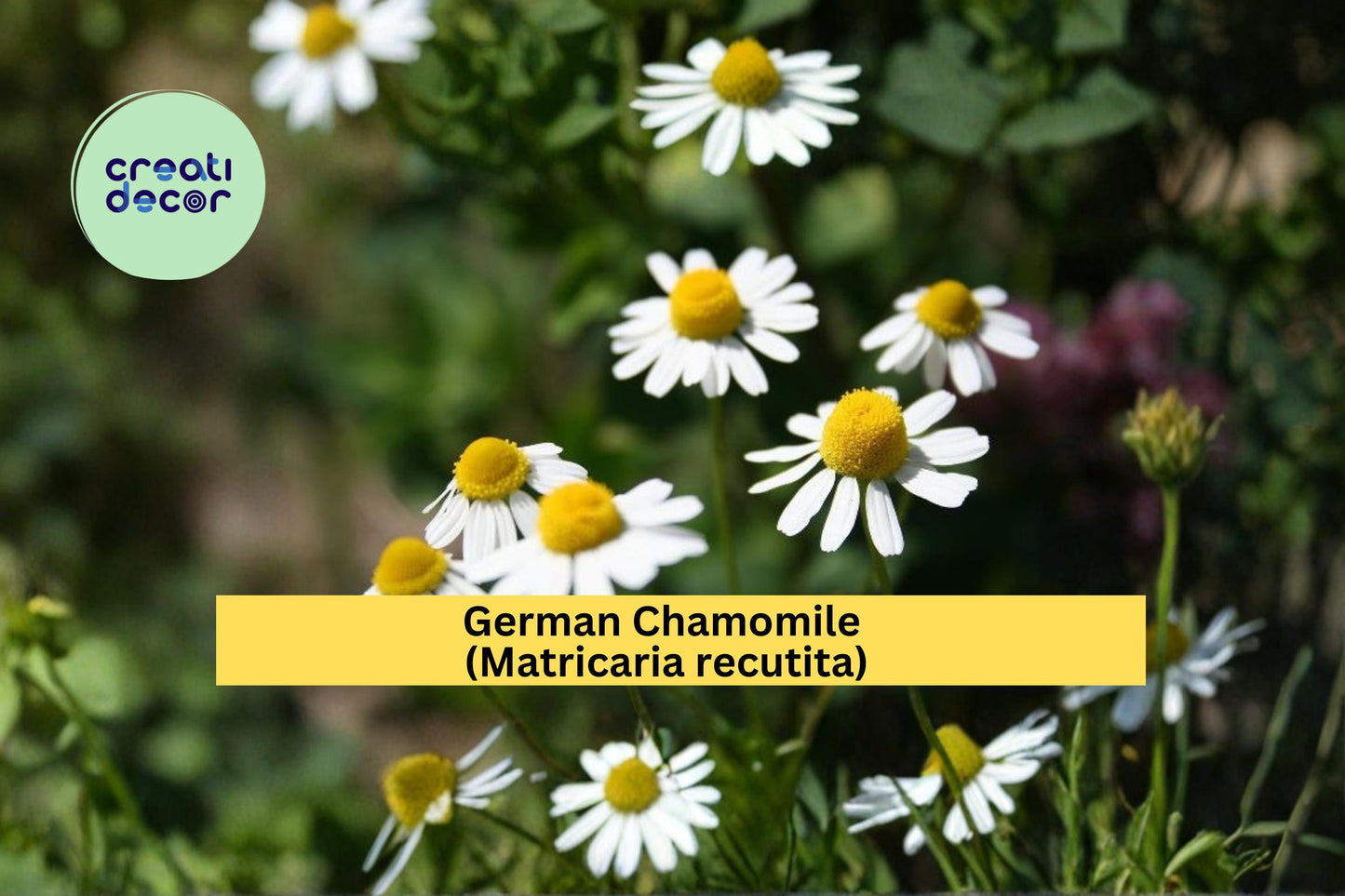 German Chamomile Seeds Matricaria recutita 100 Count Daisy Flower Herb Garden Plant Seeds