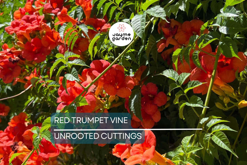 12 Live Red Trumpet Vine Clippings | Campsis Radicans | Perennial Hummingbird Vine | Fast-Growing | Organic Starts |