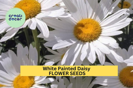 200+ White Painted Daisy Seeds – Crisp White Blooms with Yellow Centers for Garden Planting, Pollinator-Friendly Perennials – USA