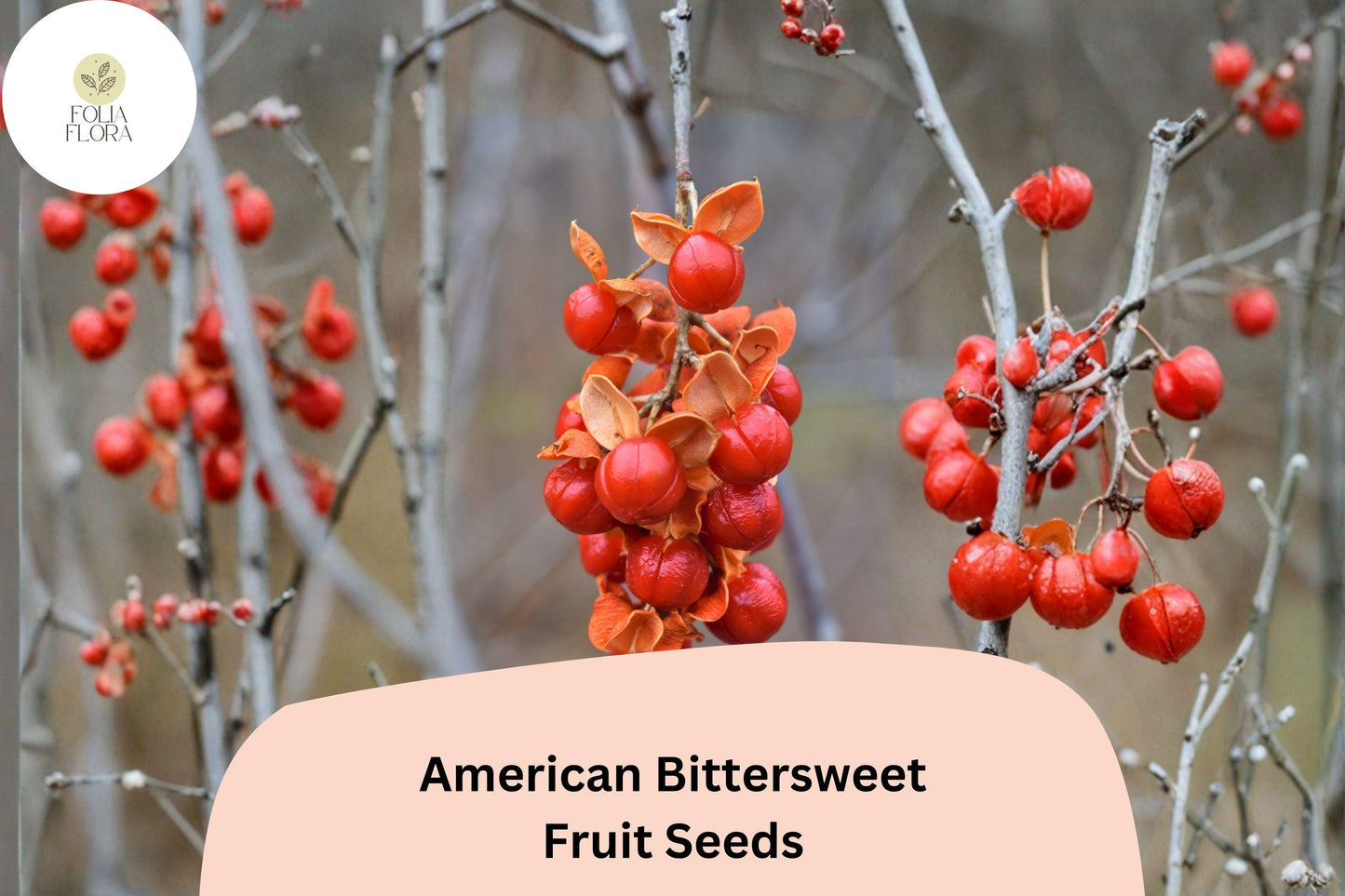 30 American Bittersweet Seeds for Planting | Celastrus scandens | Native Climbing Vine with Orange-Red Berries