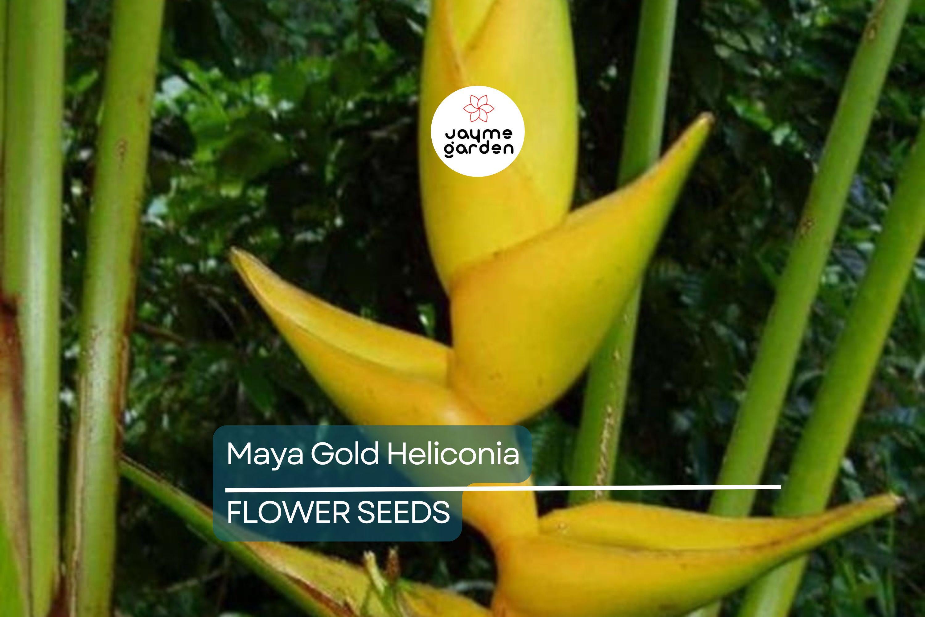 5 Mayan Gold Heliconia Seeds (H. champneana) - Rare Lobster Claw Parrot Beak Flowers