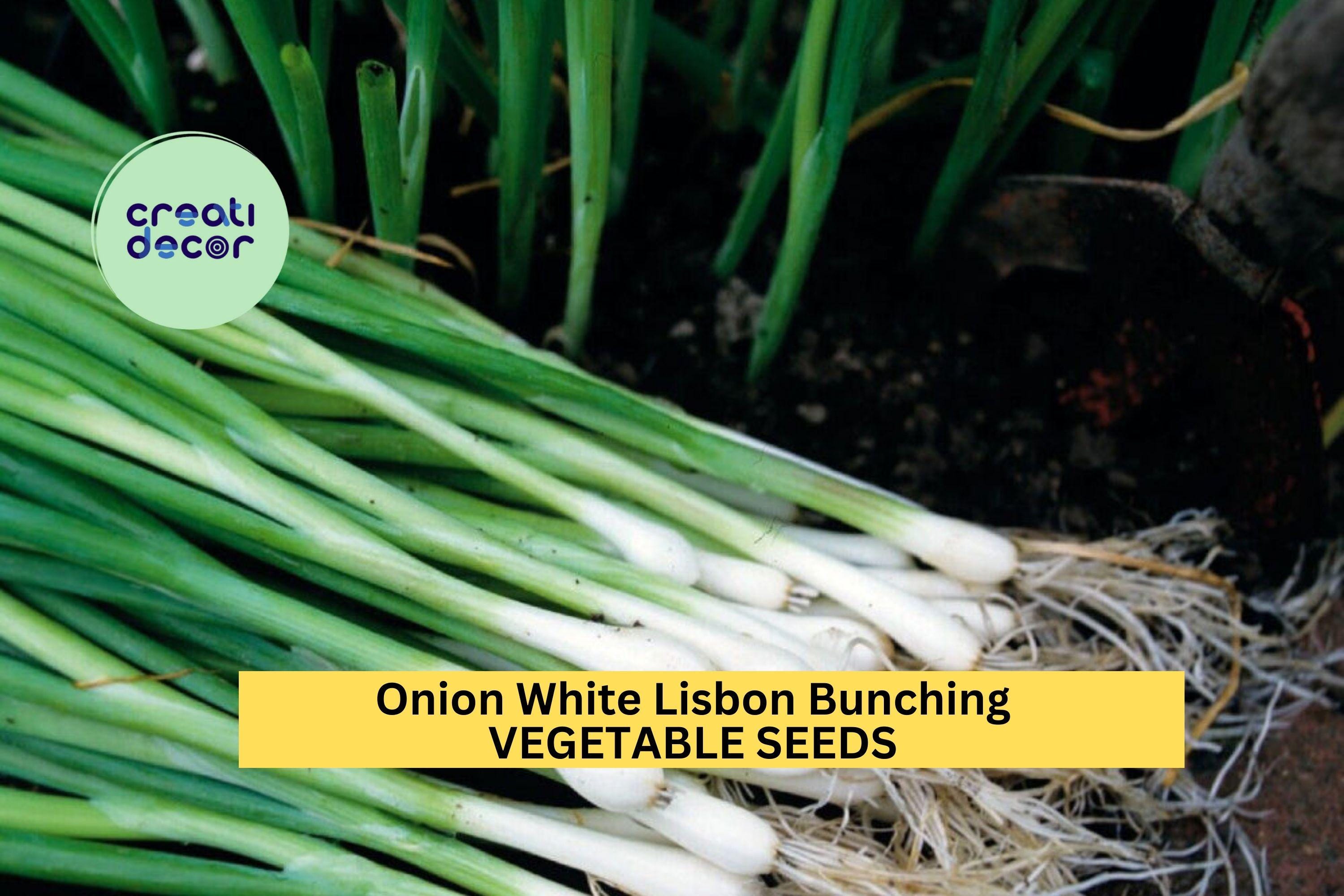 3pcs of 250mg Onion White Lisbon Bunching Seeds – Mild Green Onion Seeds for Planting – Fast-Growing Scallions for Home Gardens