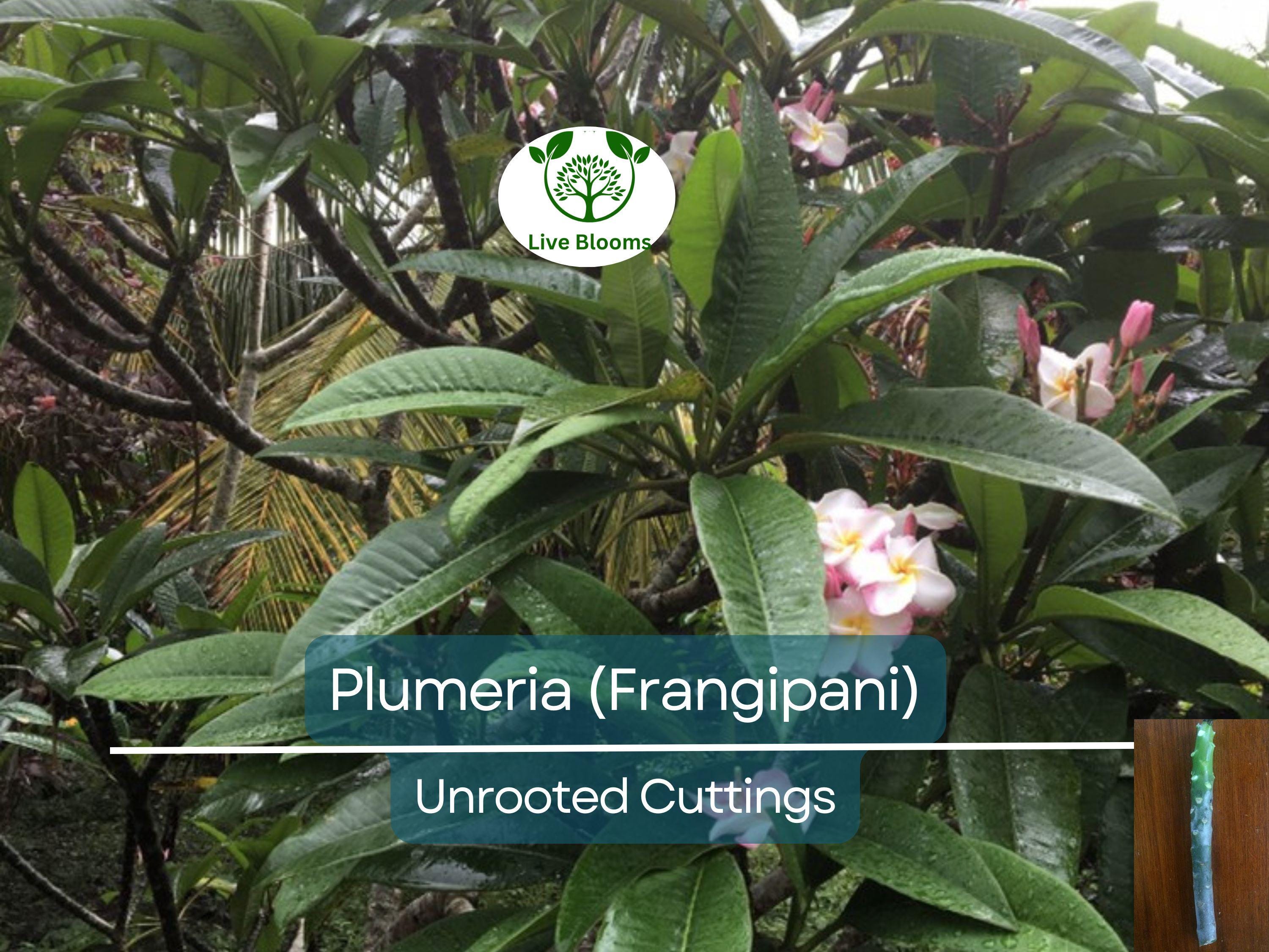 1 Plumeria Unrooted Cutting 10"-11" Frangipani | Tropical Flowering Plant for Garden, Exotic Plumeria Rubra, Fragrant White & Pink Blooms