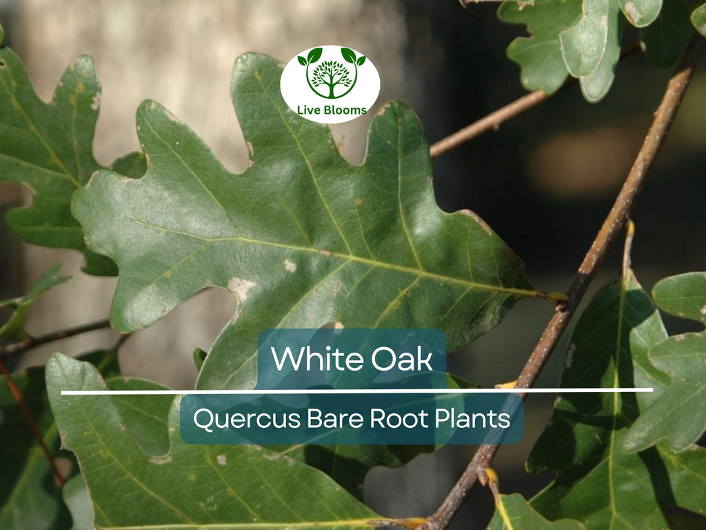5 White Oak Tree Seedlings – Live Bare Root Saplings (6–12") – Quercus alba – Native Shade Tree Grown from Acorn