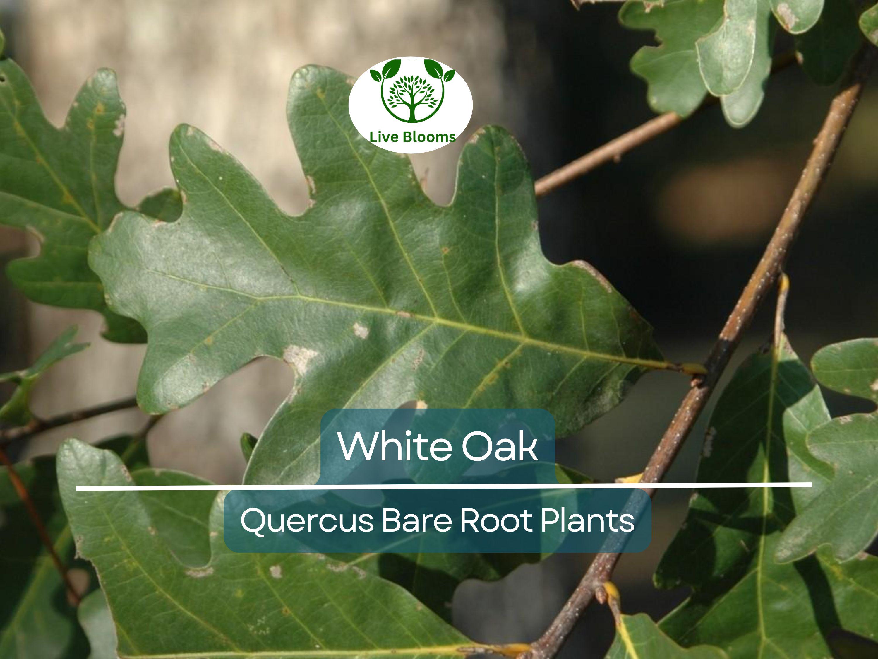 5 White Oak Tree Seedlings – Live Bare Root Saplings (6–12") – Quercus alba – Native Shade Tree Grown from Acorn