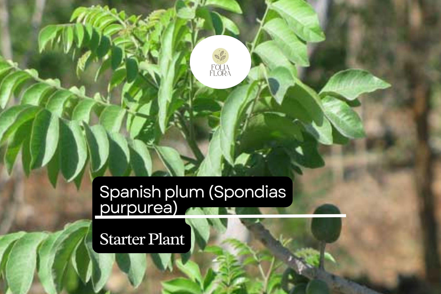1 Starter Plant Spanish Plum Tree (Spondias purpurea) Live Tropical Fruit Tree 3'-4'