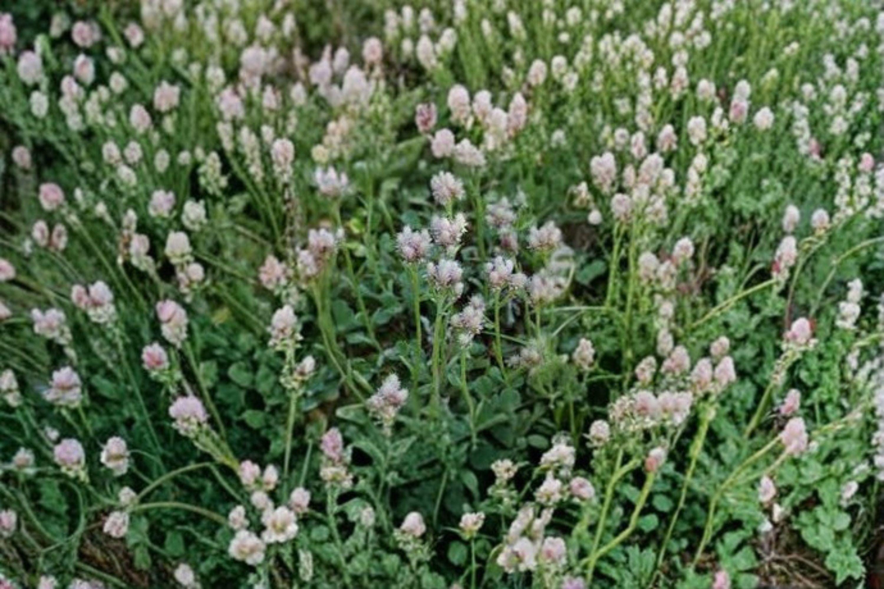 Antennaria neglecta/Prairie Pussytoes – 100 Seeds | Native Prairie Perennial | Low-Growing Groundcover | Host Plant for Butterflies