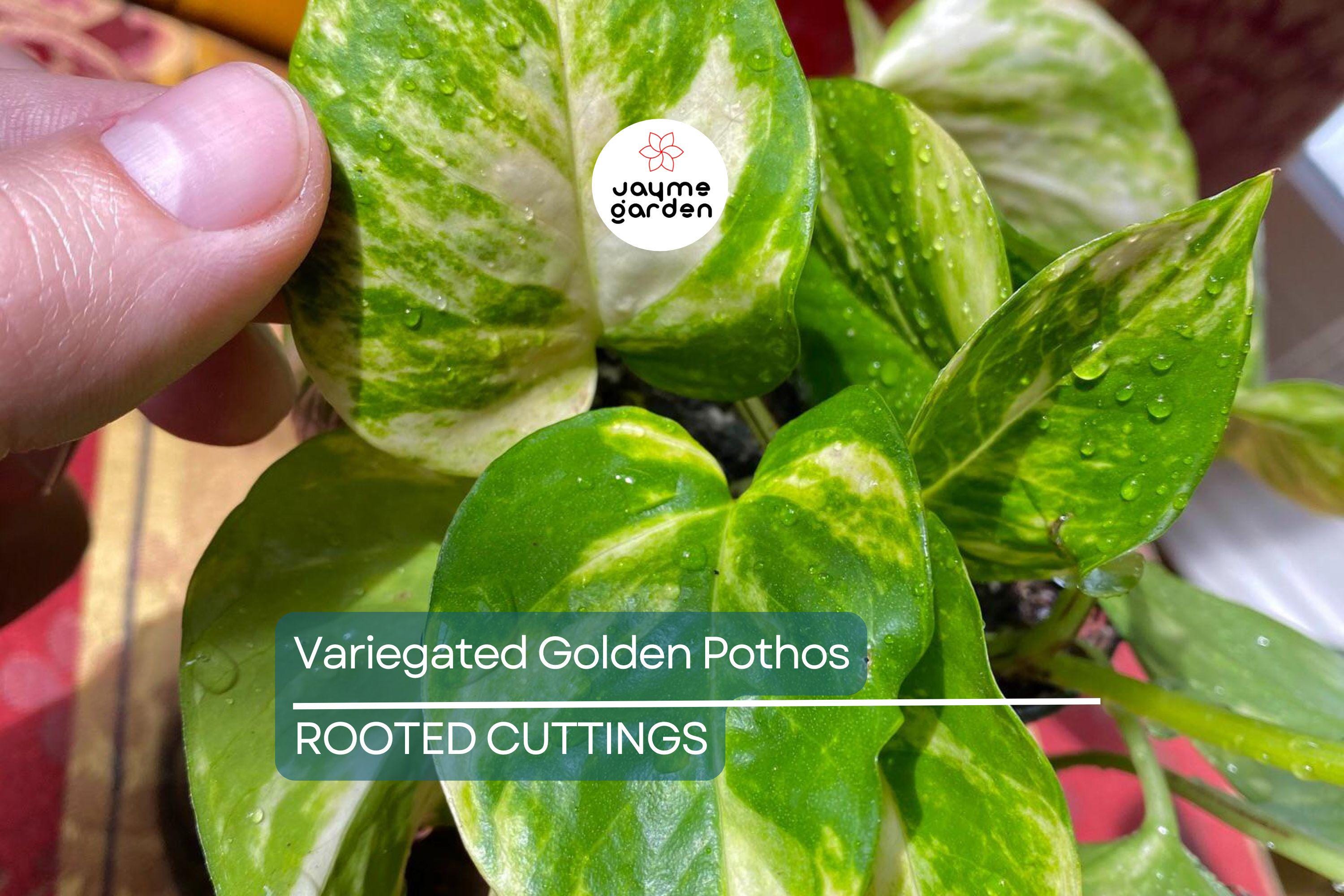 GIANT Variegated Golden Pothos – 3 Node Climbing Cutting, Hawaiian Grown