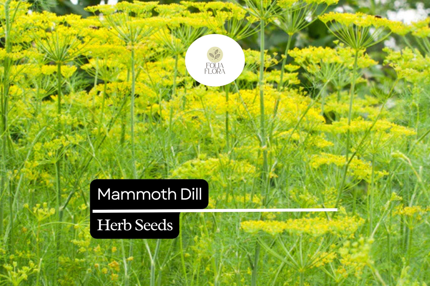 500 Seeds Mammoth Dill (Anethum graveolens) – Aromatic Herb for Culinary Use and Pollinator Gardens
