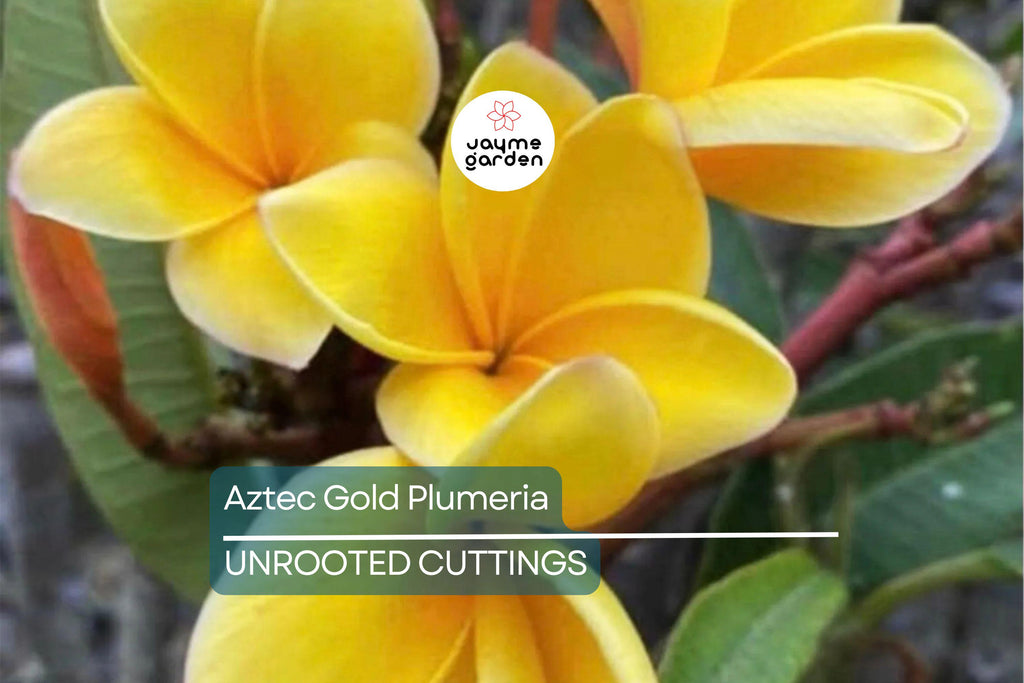 Aztec Gold Plumeria 3 Fresh Cuttings 8"-10" Fragrant Cream/Gold Flowers - Ready to Plant