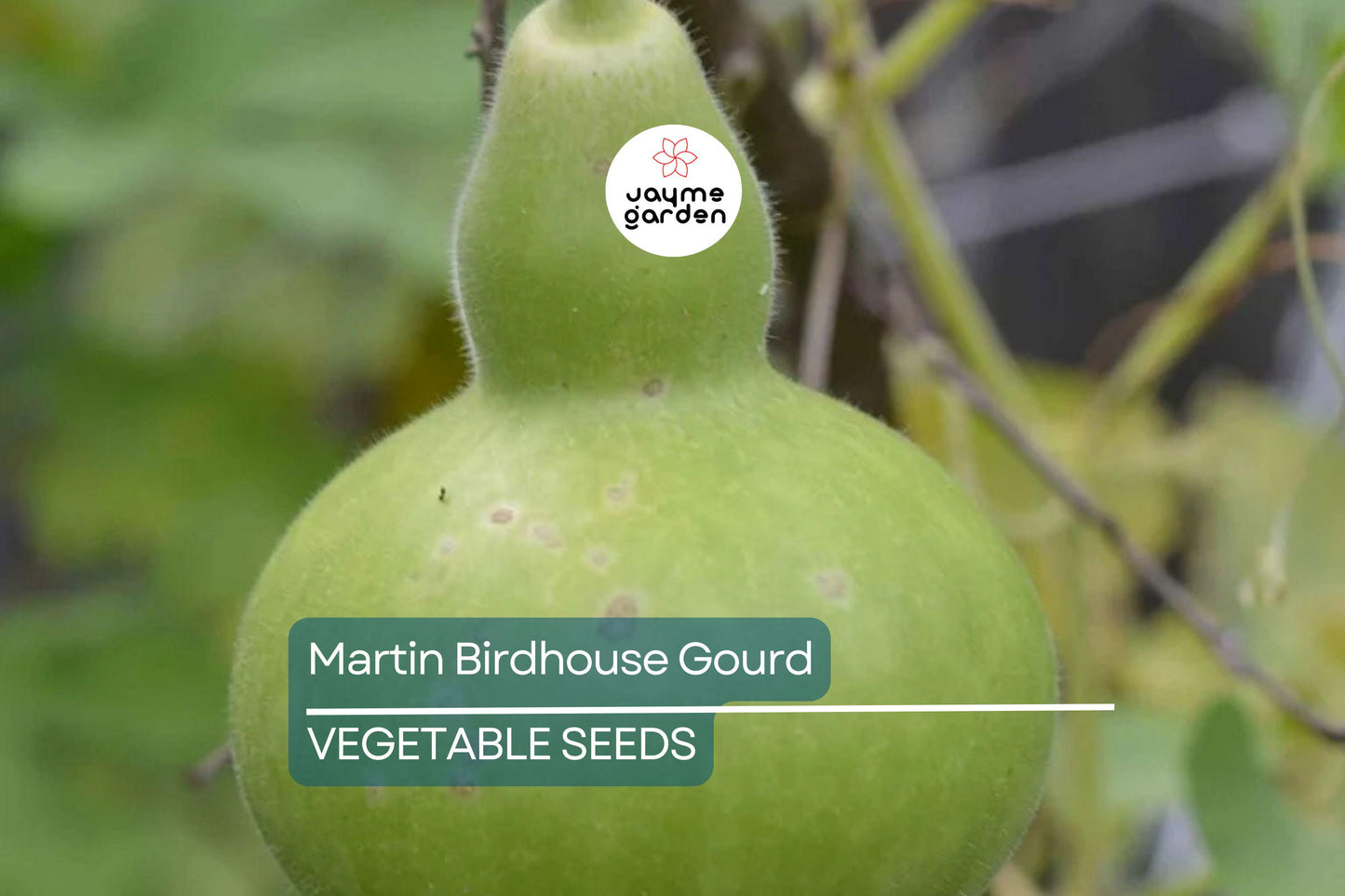 50 Martin Birdhouse Gourd Seeds – Heirloom Non-GMO | Crafting & Birdhouses | Full Sun | Free Shipping