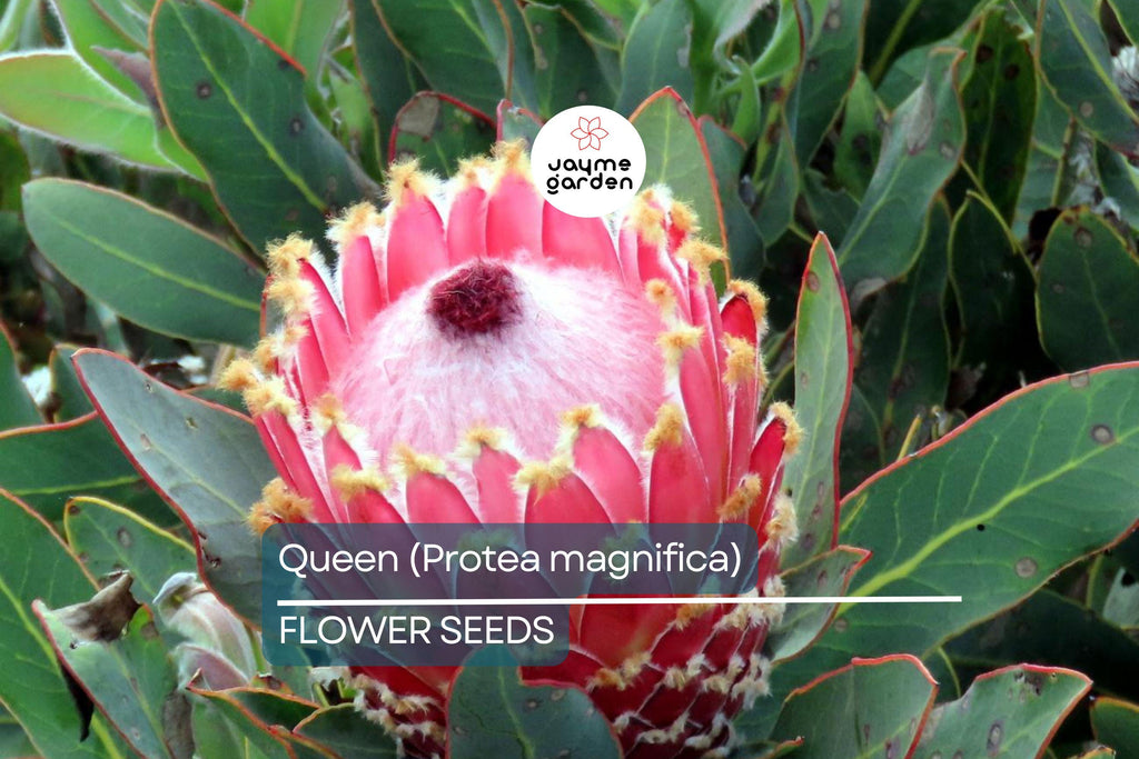 10 Queen Protea Seeds (Protea magnifica) – Rare South African "Woolly Beard" Flower, Exotic Blooms, USDA Zones 9-12, Acidic Soil Plant