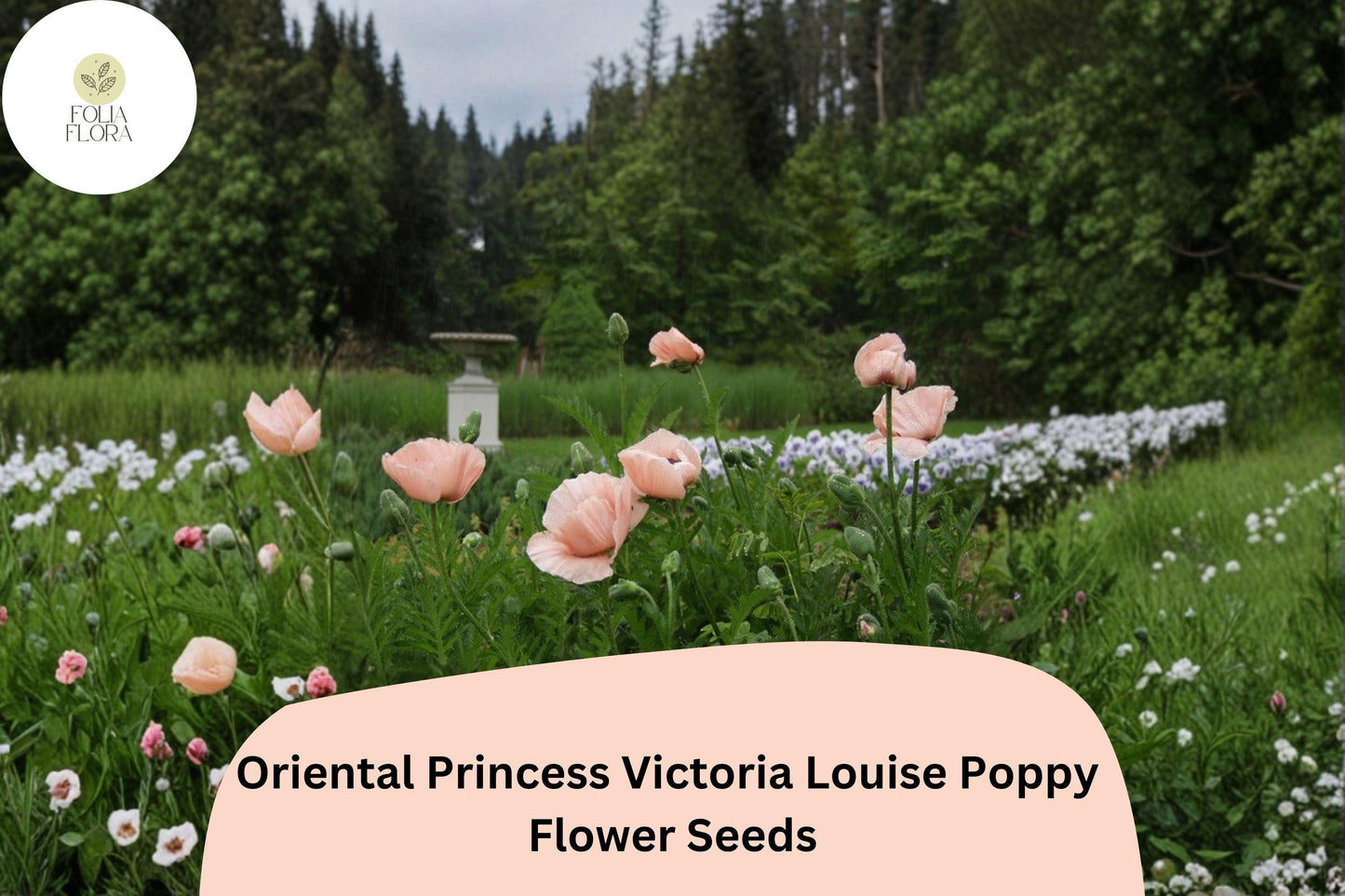 200+ Oriental Princess Victoria Louise Poppy Seeds for Garden – Pink Blooms, Easy to Grow Perennial Flowers