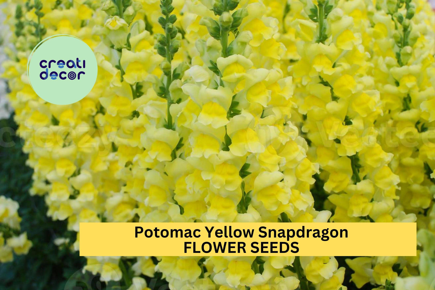 1000+ Potomac Yellow Snapdragon Seeds – Tall Spikes of Bright Yellow Blooms for Garden Planting, Cut Flowers & Borders – USA
