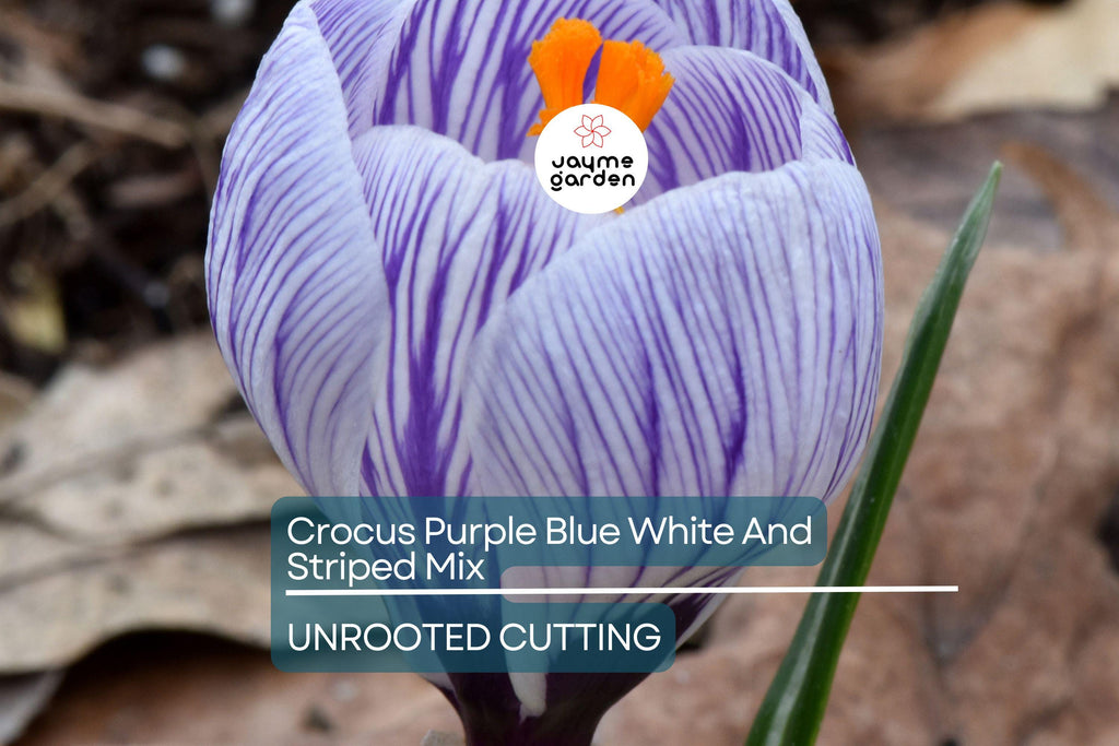 Crocus Purple Blue White Striped Mix – 5 Flower Bulbs, Cold Hardy Perennial