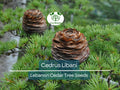 5 Seeds Cedrus Libani (Lebanon Cedar) for Planting - Evergreen Conifer Tree, Drought-Tolerant, Mediterranean Tree, Landscape & Garden Use