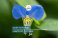 15 Spiderwort Day Lily Cuttings - Wandering Jew Blue - Fresh Cutting, Easy to Care Houseplant