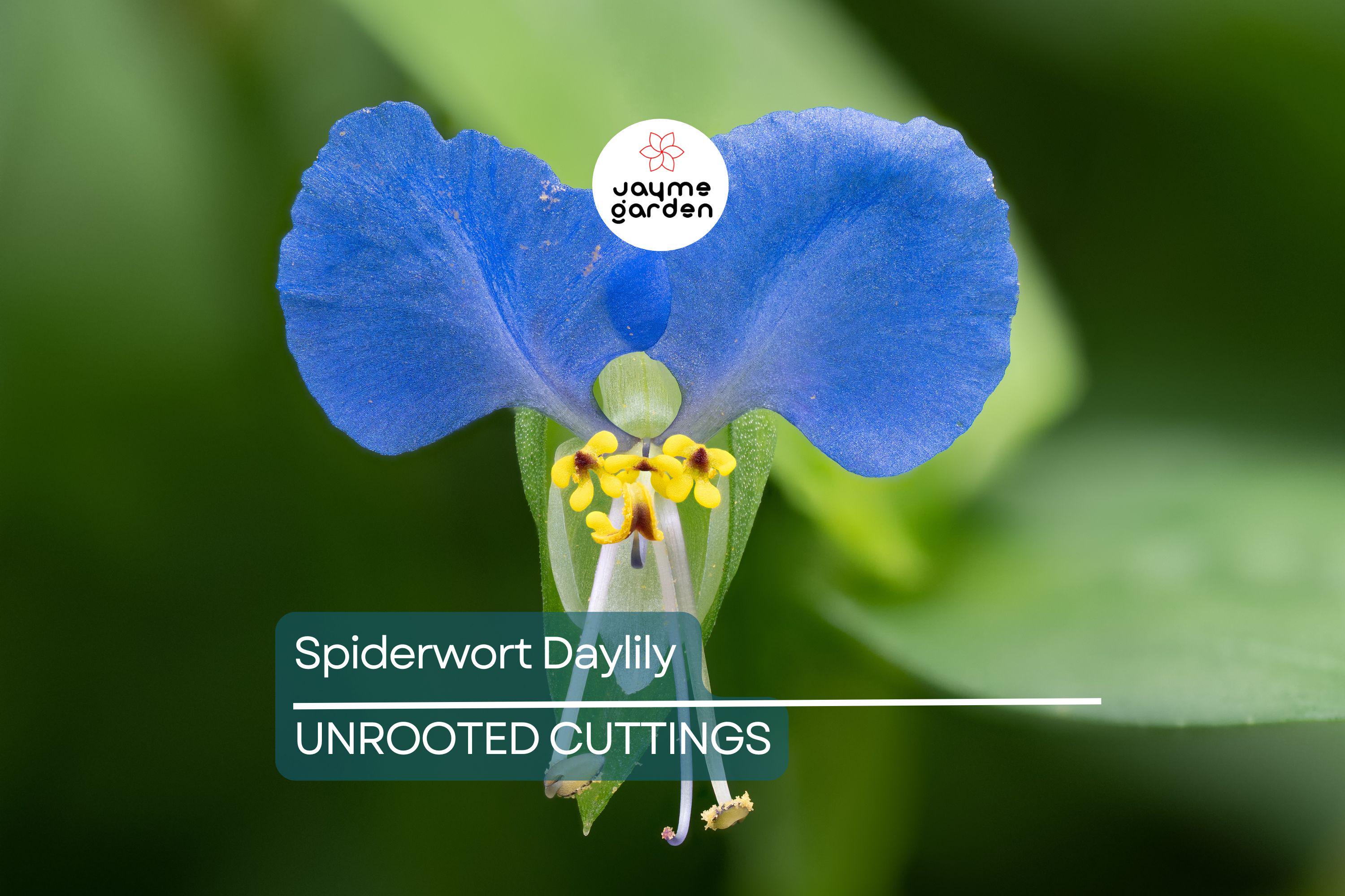 15 Spiderwort Day Lily Cuttings - Wandering Jew Blue - Fresh Cutting, Easy to Care Houseplant