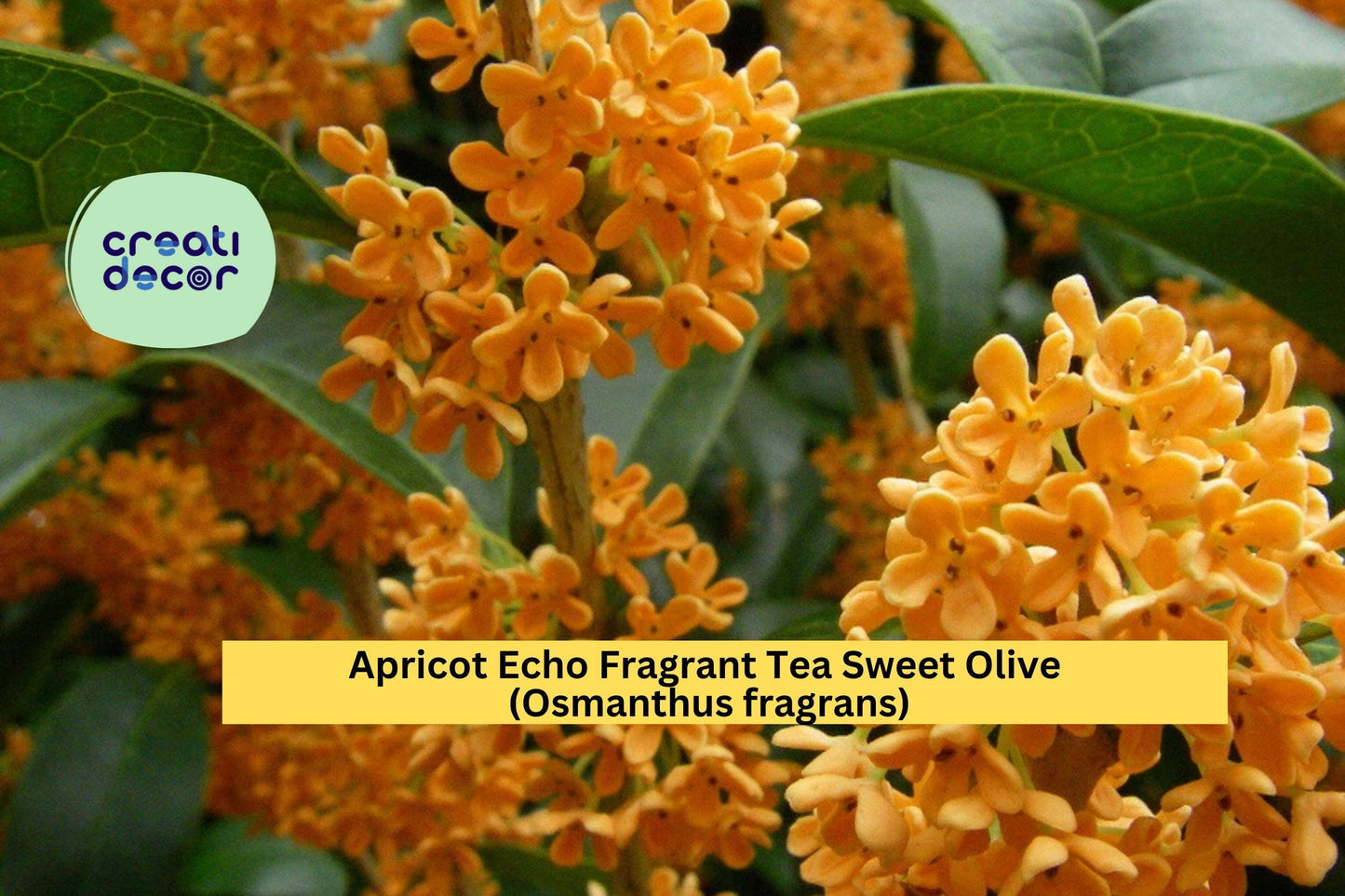 Apricot Echo Osmanthus Fragrans – Fragrant Tea Olive Live Starter Plant – Sweet-Scented Evergreen Shrub for Garden or Patio