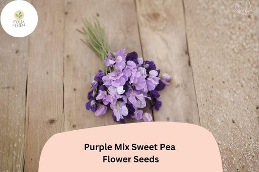 50+ Purple Mix Sweet Pea Seeds | Assorted Purple Shades Climbing Flowers for Garden Trellis