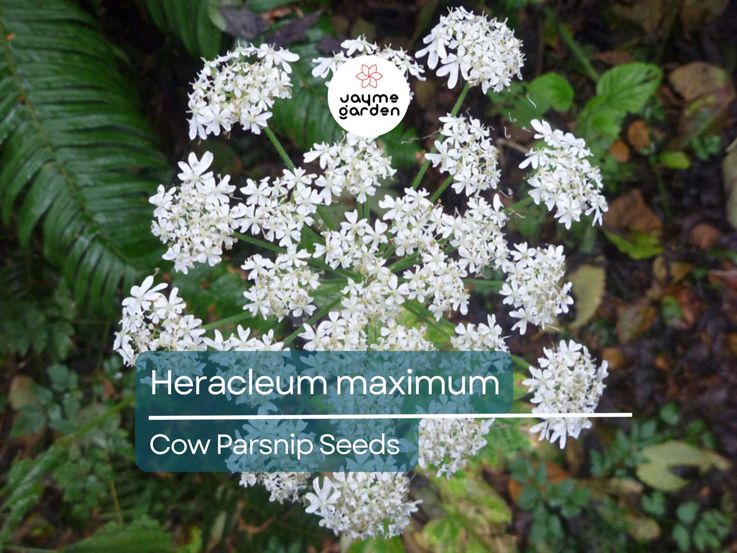 75 Seeds Heracleum Maximum | Cow Parsnip for Planting | Native Wildflower | Tall White Blooms | Pollinator-Friendly Perennial for Gardens