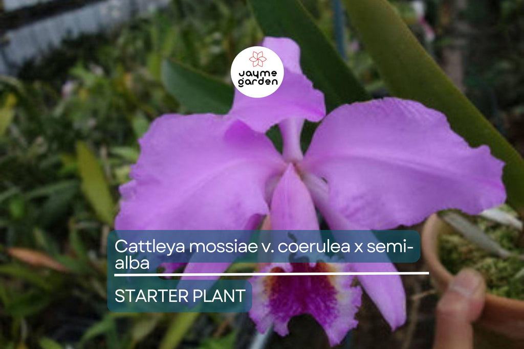 Cattleya Mossiae x Semi-Alba Orchid Seedlings | Live Plant | Blue Dynasty x Semi-Alba | Great Collector's Species | Fast Growth