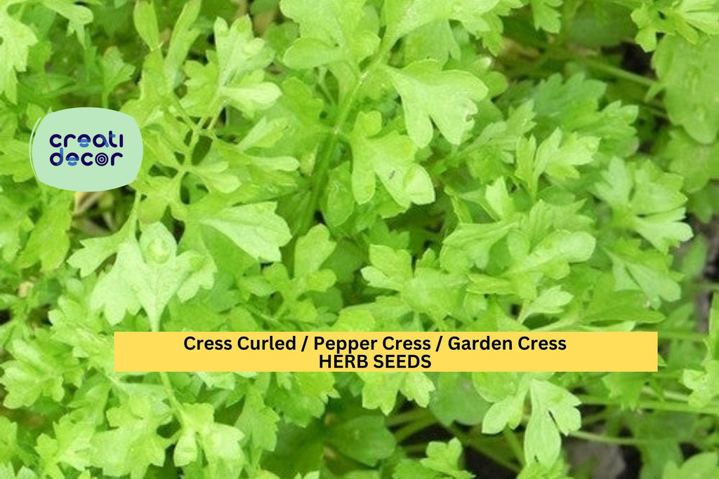 3pcs x 1g Garden Cress Curled Seeds – Fast-Growing Peppery Greens for Indoor Trays, Pots, or Outdoor Garden Beds Seeds for Planting