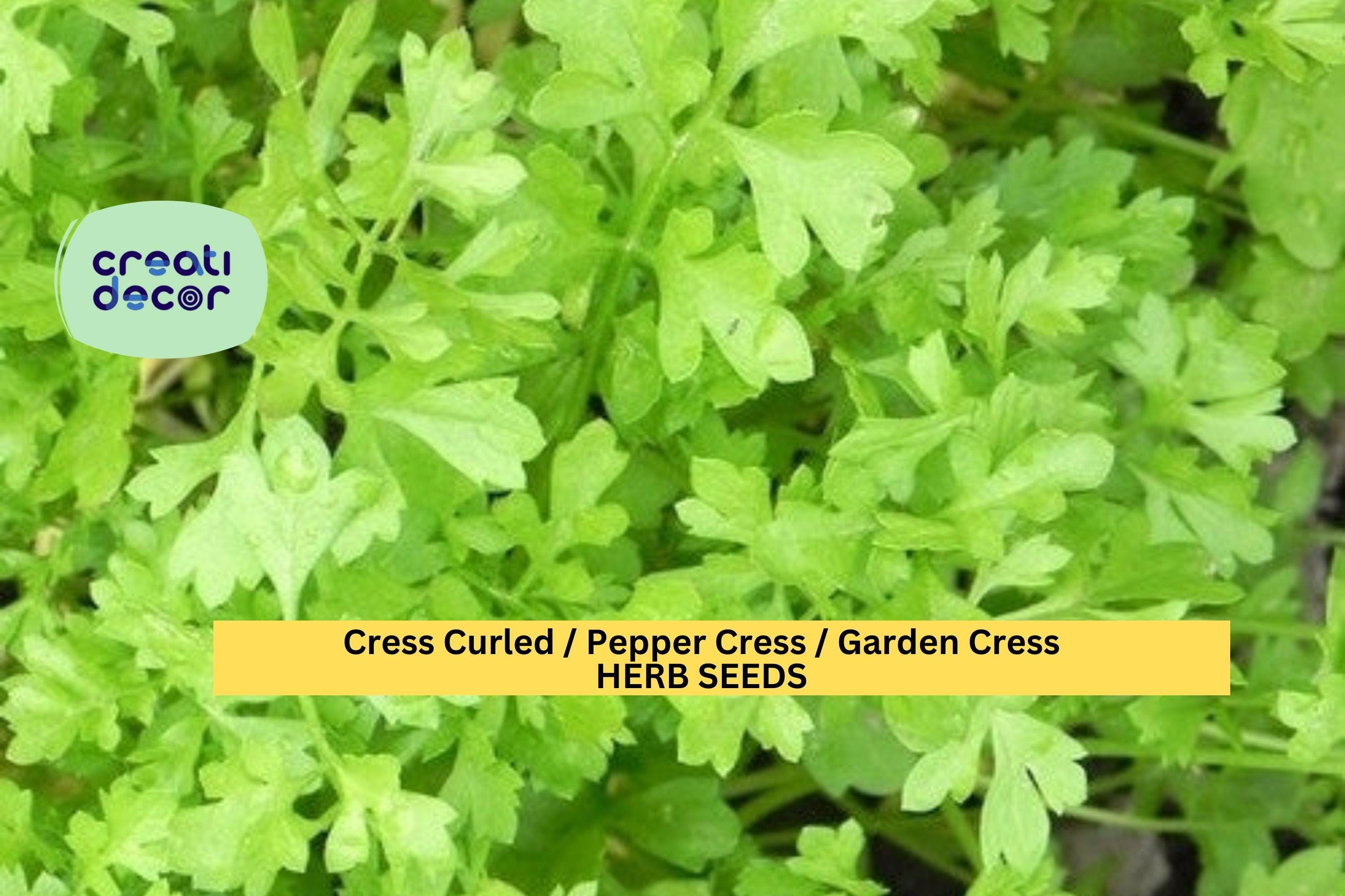 3pcs x 1g Garden Cress Curled Seeds – Fast-Growing Peppery Greens for Indoor Trays, Pots, or Outdoor Garden Beds Seeds for Planting