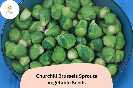 500+ Churchill Brussels Sprouts Seeds | Brassica oleracea | Early Maturing Hybrid Sprout Variety | Bulk Garden Seeds