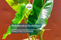 1 Philodendron Burle Marx 5-7" Unrooted Cutting - Tropical Houseplant with Unique Green Foliage for Indoor Decor & Propagation