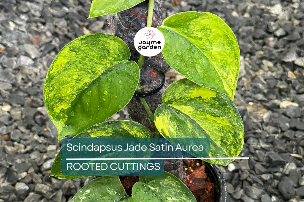 Scindapsus Jade Satin Aurea Rooted Cutting in Prop Cup | Rare Variegated Houseplant with Green & Yellow Foliage