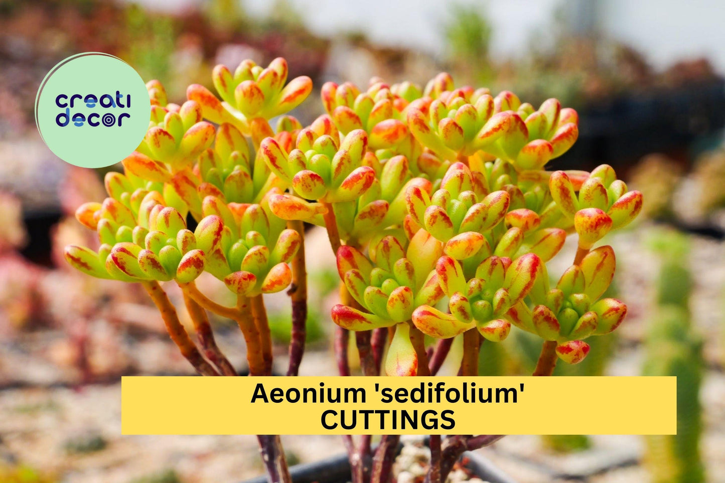 10 Aeonium sedifolium Cuttings – Mini Succulent Rosettes – No Roots – Rare Variegated Leaves – Easy to Grow – Great for Fairy Gardens – USA