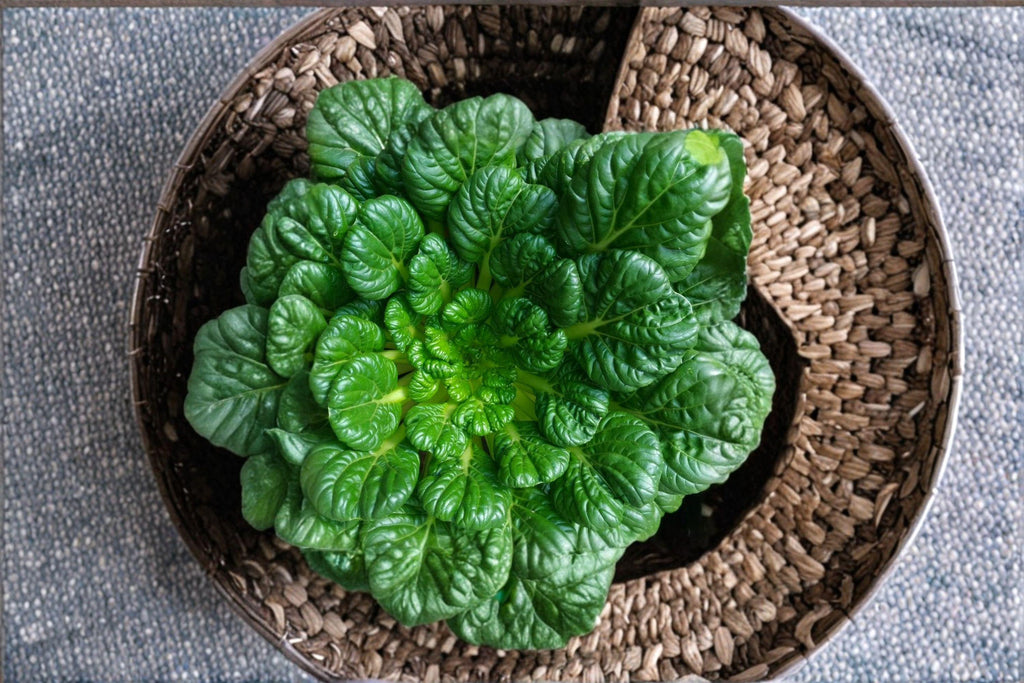 Pak Choi / Tatsoi 250 Seeds | Asian Leafy Green | Cold-Hardy | Fast-Growing Vegetable