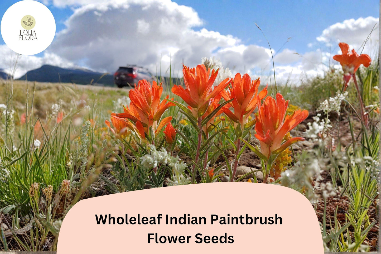 300 Castilleja integra Seeds | Wholeleaf Indian Paintbrush | Native Red Wildflower for Meadow & Pollinator Gardens