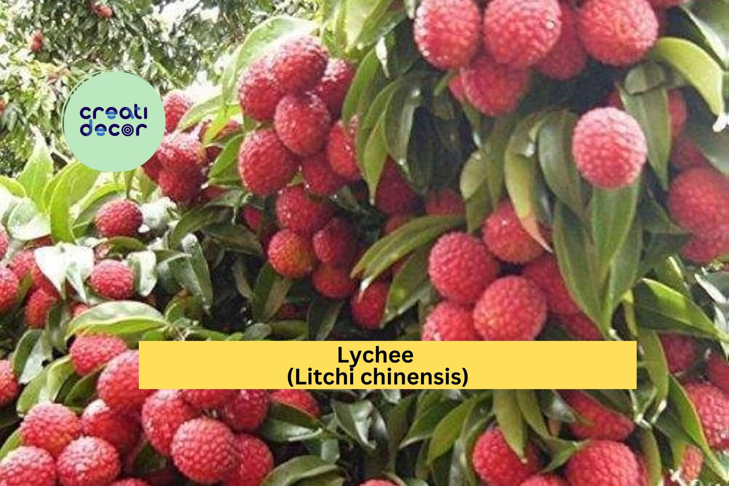 Emperor Lychee Live Plant | Litchi chinensis Starter Tree | Tropical Fruit Plant for Outdoor Growing or Container Gardening