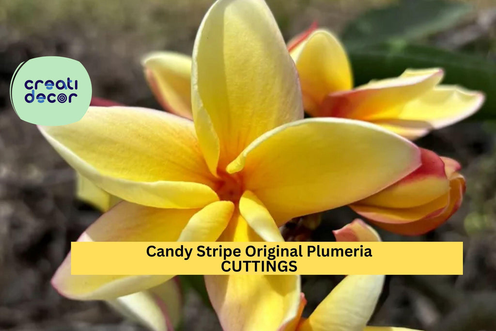 1 Candy Stripe Plumeria Cutting| 10" Fresh Unrooted Single Head | Frangipani Starter | Tropical Flower Tree | Rare Variety