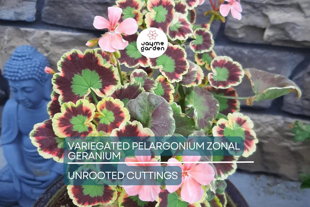 Rare Variegated Pelargonium Zonal Geranium Cutting 6" - Vivid Red Blooms, Hardy & Fast Growing
