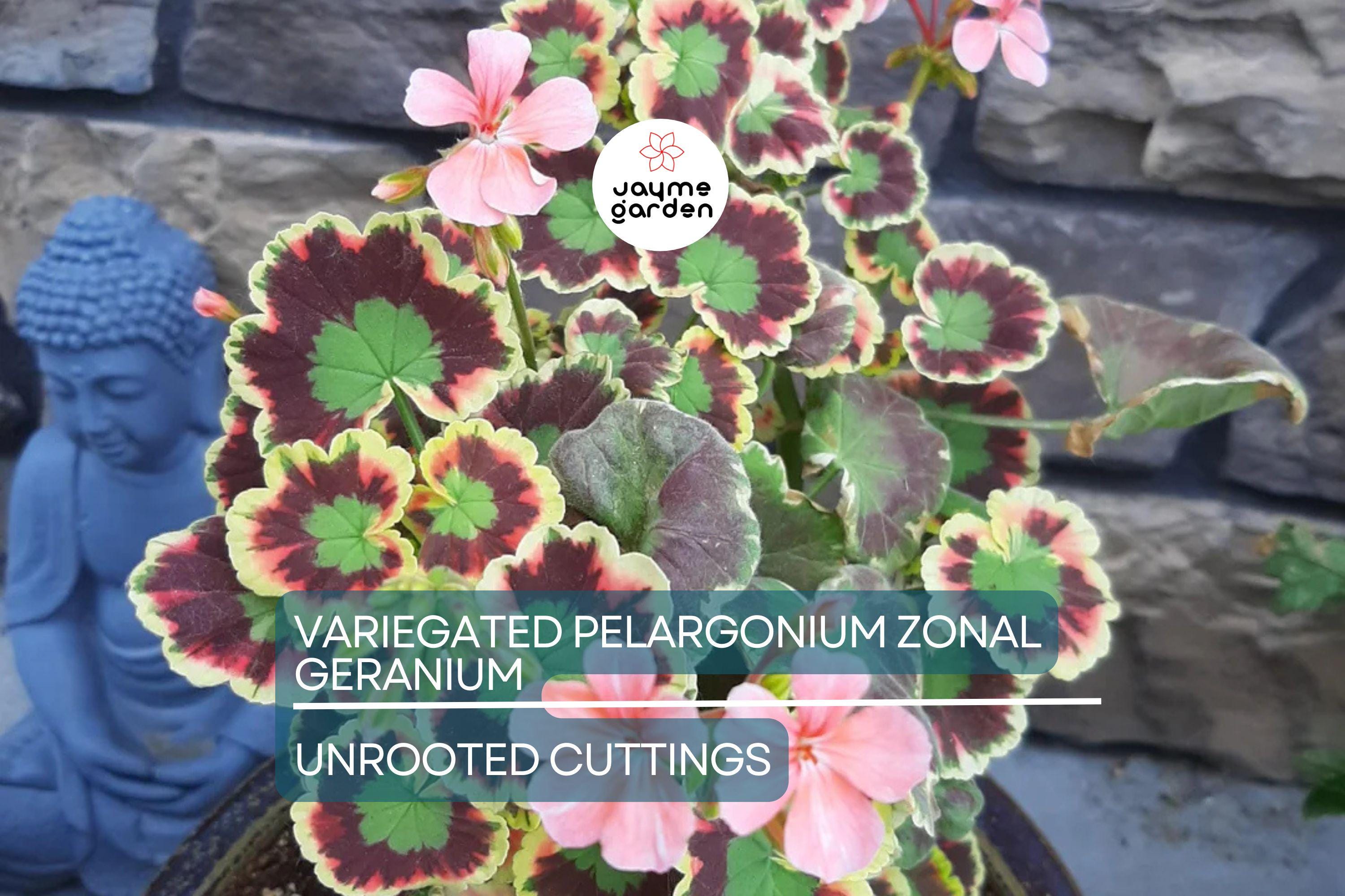 Rare Variegated Pelargonium Zonal Geranium Cutting 6" - Vivid Red Blooms, Hardy & Fast Growing