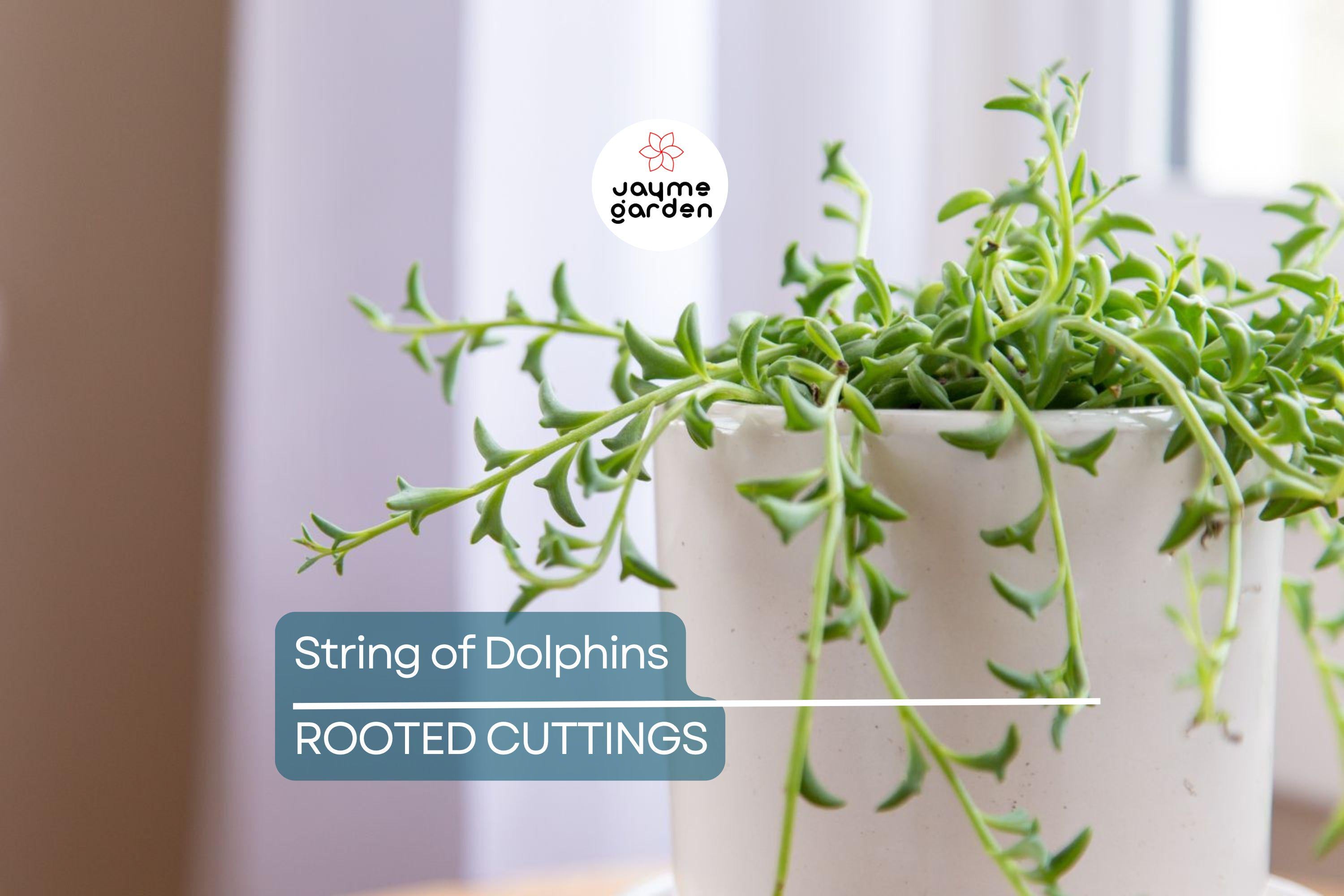 12 Cuttings String of Dolphins Senecio peregrinus Succulent Plant (4-8 Inches)