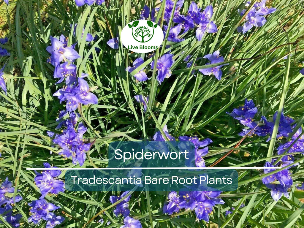 25 Spiderwort Plants – Bare Root Rhizomes – Tradescantia virginiana – Hardy Perennial with Purple Flowers for Sun or Shade