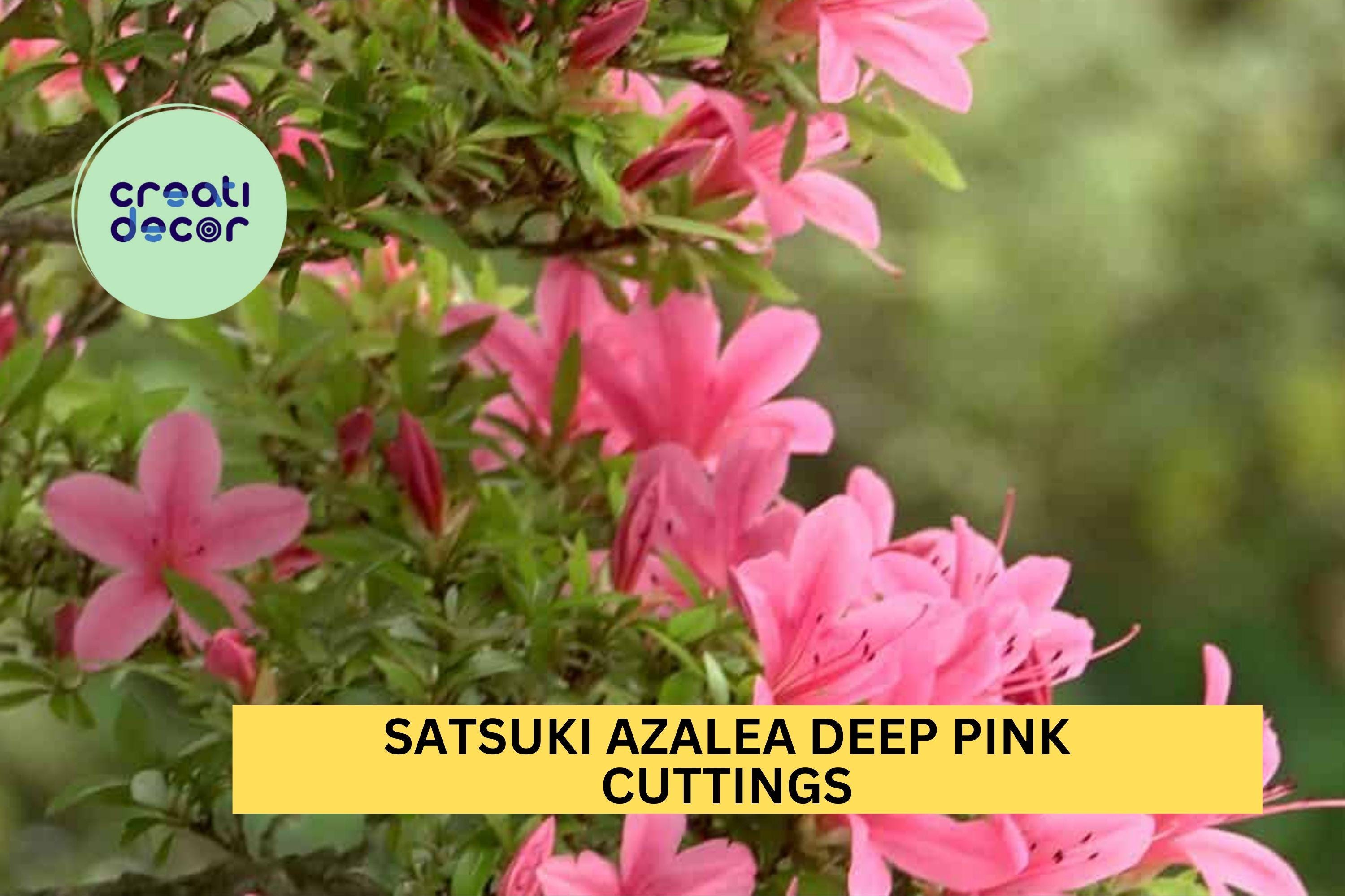 Satsuki Azalea Deep Pink 5 Cuttings | Rhododendron Indicum Starter Wood | Bonsai or Garden Flowering Shrub | USA Seller