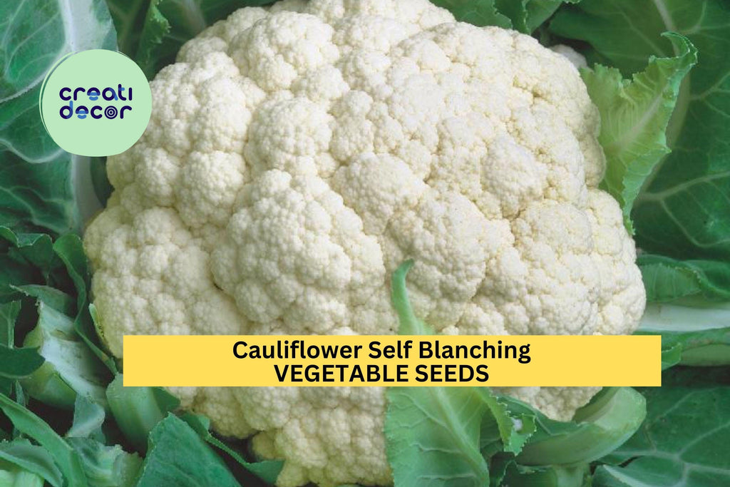 3pcs of 1g Cauliflower Self Blanching Seeds – Compact Heads, Crisp Texture – Easy Growing Vegetable Seeds for Planting in Home Gardens