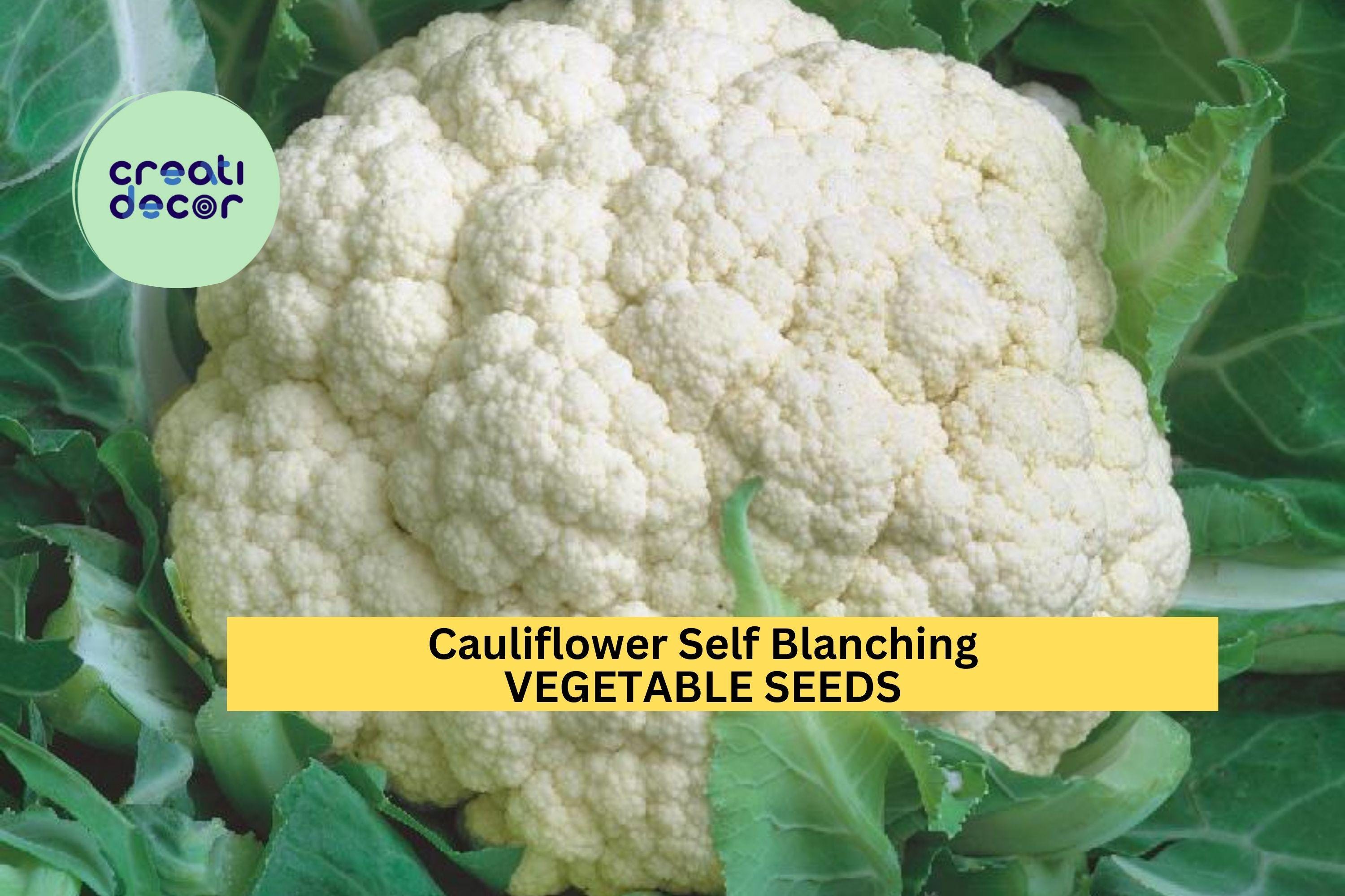 3pcs of 1g Cauliflower Self Blanching Seeds – Compact Heads, Crisp Texture – Easy Growing Vegetable Seeds for Planting in Home Gardens