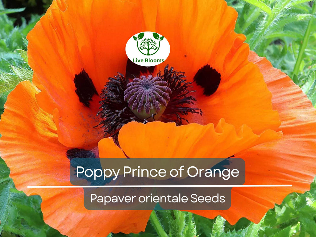 500 Seeds Oriental Poppy ‘Prince of Orange’ – Papaver orientale – Non-GMO Perennial Red-Orange Blooms for Pollinators & Cut Flowers